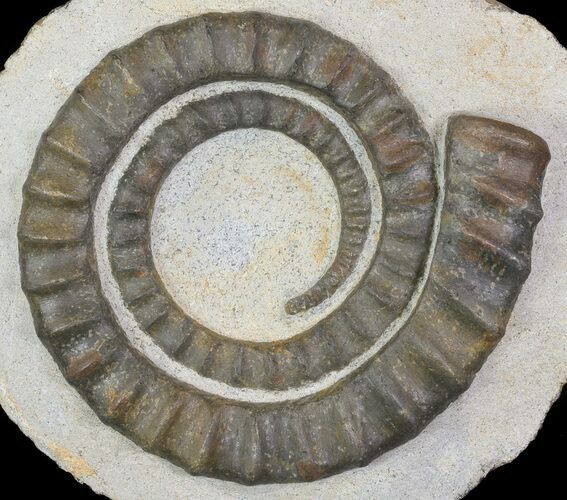 Devonian Ammonite (Anetoceras) - Morocco #64445